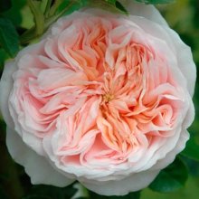 Claire Rose-Rose Picture of Claire Rose-Rose (1259)