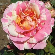 Claude Monet Std 80cm-Rose Picture of Claude Monet Std 80cm-Rose (1262)