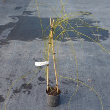 Picture of Clematis Afoliata (30378)