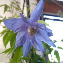 Clematis Alpina Blue Giant Picture of Clematis Alpina Blue Giant (9275)