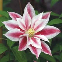 Clematis Andromeda Picture of Clematis Andromeda (11099)