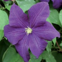 Clematis Aotearoa Picture of Clematis Aotearoa (11100)