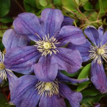 Clematis Arabella Picture of Clematis Arabella (1263)