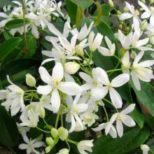 Picture of Clematis Armandii Snowdrift (1264)