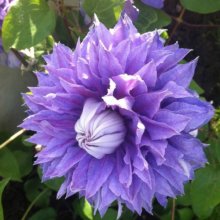 Clematis Belle of Taranaki Picture of Clematis Belle of Taranaki (10623)