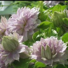 Picture of Clematis Belle of Woking (1269)