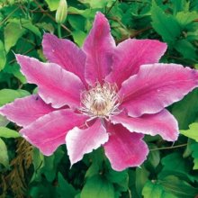 Clematis Dr Ruppel Picture of Clematis Dr Ruppel (1271)