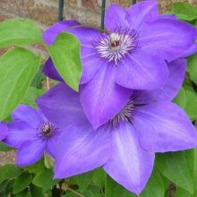 Clematis Elsa Spath Picture of Clematis Elsa Spath (7500)