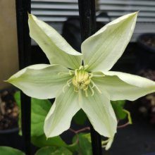 Clematis Gekkyuden Picture of Clematis Gekkyuden (30692)