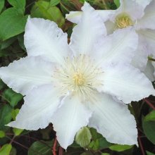 Clematis Gillian Blades Picture of Clematis Gillian Blades (7560)