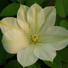Clematis Guernsey Cream Picture of Clematis Guernsey Cream (8225)