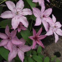 Clematis Hagley Hybrid Picture of Clematis Hagley Hybrid (1277)