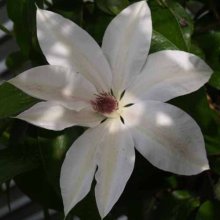 Picture of Clematis Henryii (1278)