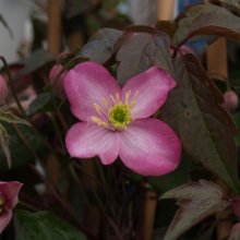 Picture of Clematis Montana Freda (1284)