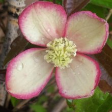 Picture of Clematis Montana Pied Piper (11238)