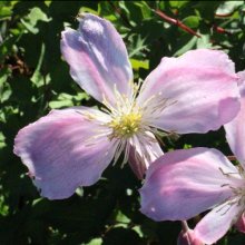 Picture of Clematis Montana Pink Giant Star (30299)