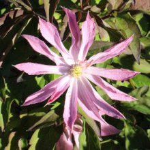 Clematis Montana Rosebud Picture of Clematis Montana Rosebud (30300)