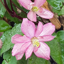 Clematis Montana Ross Star Picture of Clematis Montana Ross Star (10085)
