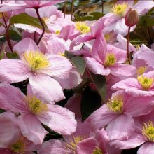 Clematis Montana Rubens Picture of Clematis Montana Rubens (1286)