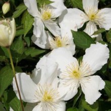 Clematis Montana Snowflake Picture of Clematis Montana Snowflake (1287)