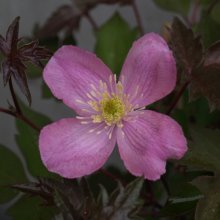 Clematis Montana Tetrarose Picture of Clematis Montana Tetrarose (6010)
