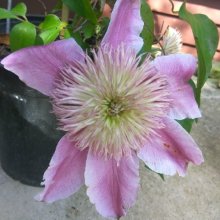 Clematis Nelly Moser Double Picture of Clematis Nelly Moser Double (28457)