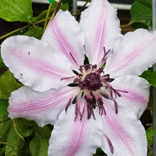 Clematis Nelly Moser Picture of Clematis Nelly Moser (1288)