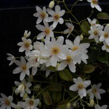 Picture of Clematis Paniculata (1289)
