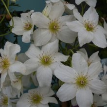 Clematis Sweetheart Picture of Clematis Sweetheart (1293)
