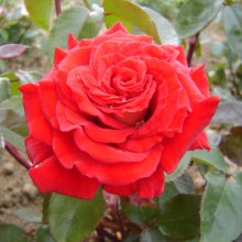 Cleopatra-Rose Picture of Cleopatra-Rose (29802)