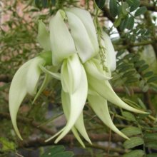 Clianthus Albus Picture of Clianthus Albus (10717)