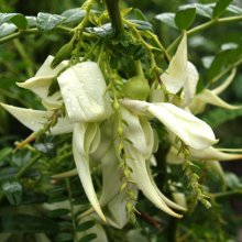 Clianthus White Heron Picture of Clianthus White Heron (1303)