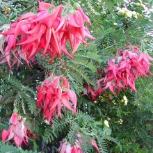Clianthus puniceus Picture of Clianthus puniceus (5758)