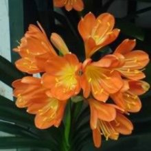 Clivia Fire Glow Picture of Clivia Fire Glow (8711)