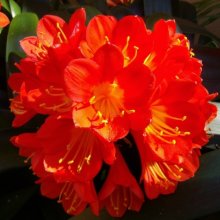 Clivia Grandiflora Picture of Clivia Grandiflora (1310)