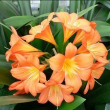 Clivia Miniata Picture of Clivia Miniata (1306)