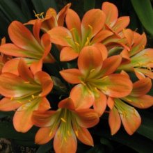 Clivia Orange and Lime Picture of Clivia Orange and Lime (30006)