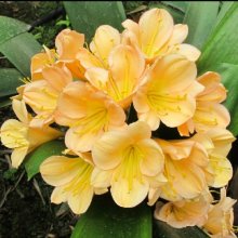 Clivia Peach Picture of Clivia Peach (9962)