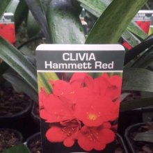 Clivia Red Picture of Clivia Red (11545)