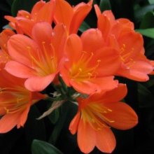 Clivia Santa Barbara Picture of Clivia Santa Barbara (7111)