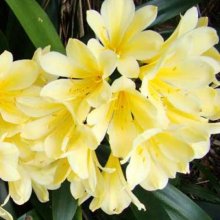 Clivia Yellow Picture of Clivia Yellow (9628)