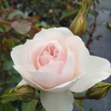 Picture of Coconut Ice Clg-Rose (1316)