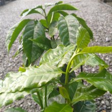 Picture of Coffee Plant  (29537)