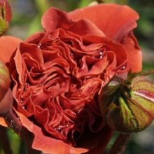 Colourbreak-Rose Picture of Colourbreak-Rose (1320)
