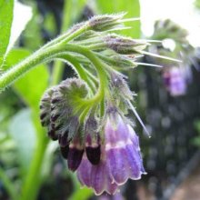 Comfrey Picture of Comfrey (8971)
