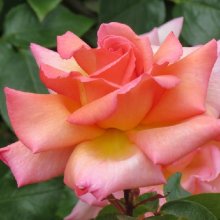Picture of Compassion Clg-Rose (1324)