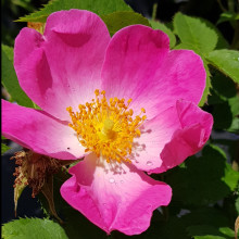 Complicata-Rose Picture of Complicata-Rose (1325)