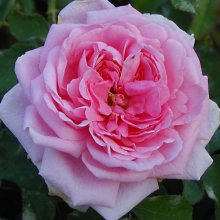 Picture of Comte de Chambord-Rose (1327)