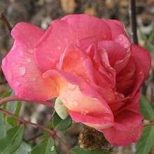 Picture of Comtesse du Cayla-Rose (5911)