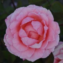 Congratulations-Rose Picture of Congratulations-Rose (1329)